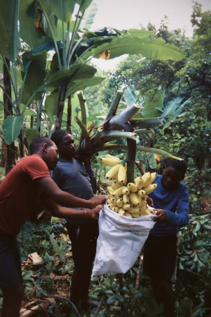 Três jovens colhem um cacho de bananas e o colocam em um saco, no meio do bananal